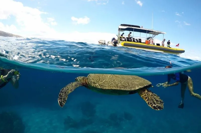 Avventura con delfini e snorkeling a Lanai