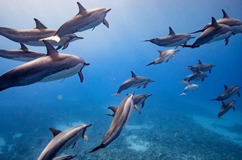 Gommone eco a Lanai: snorkeling e delfini