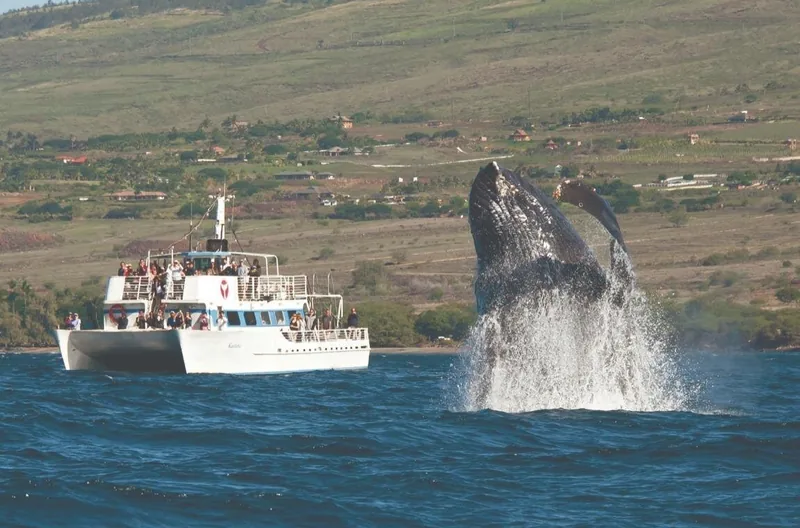 Whale watching a Lahaina con idrofono