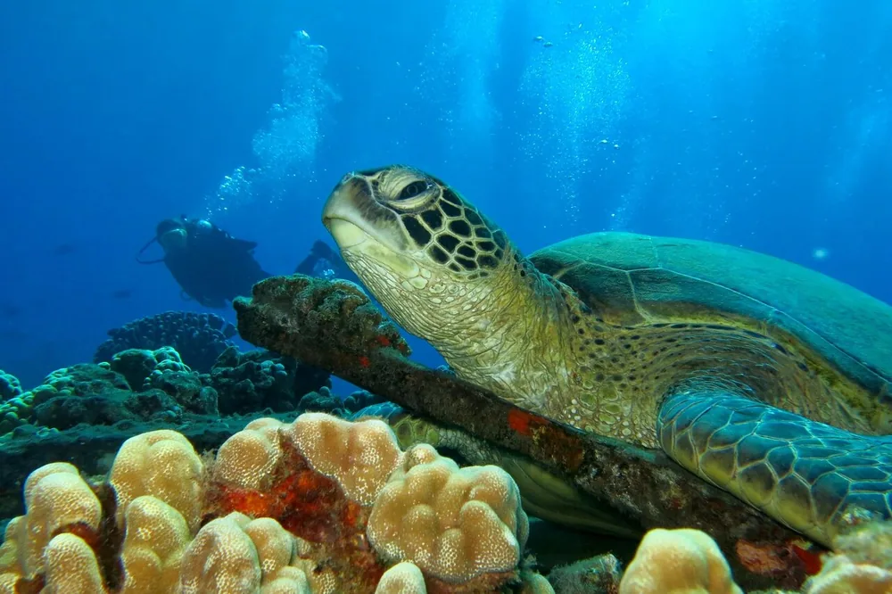 Un plongeur nageant à côté d'une tortue verte au-dessus d'un récif
