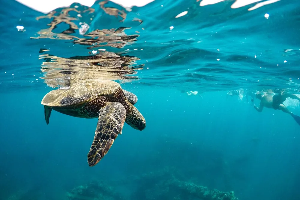 Une tortue verte nageant juste sous la surface avec un snorkeleur derrière elle